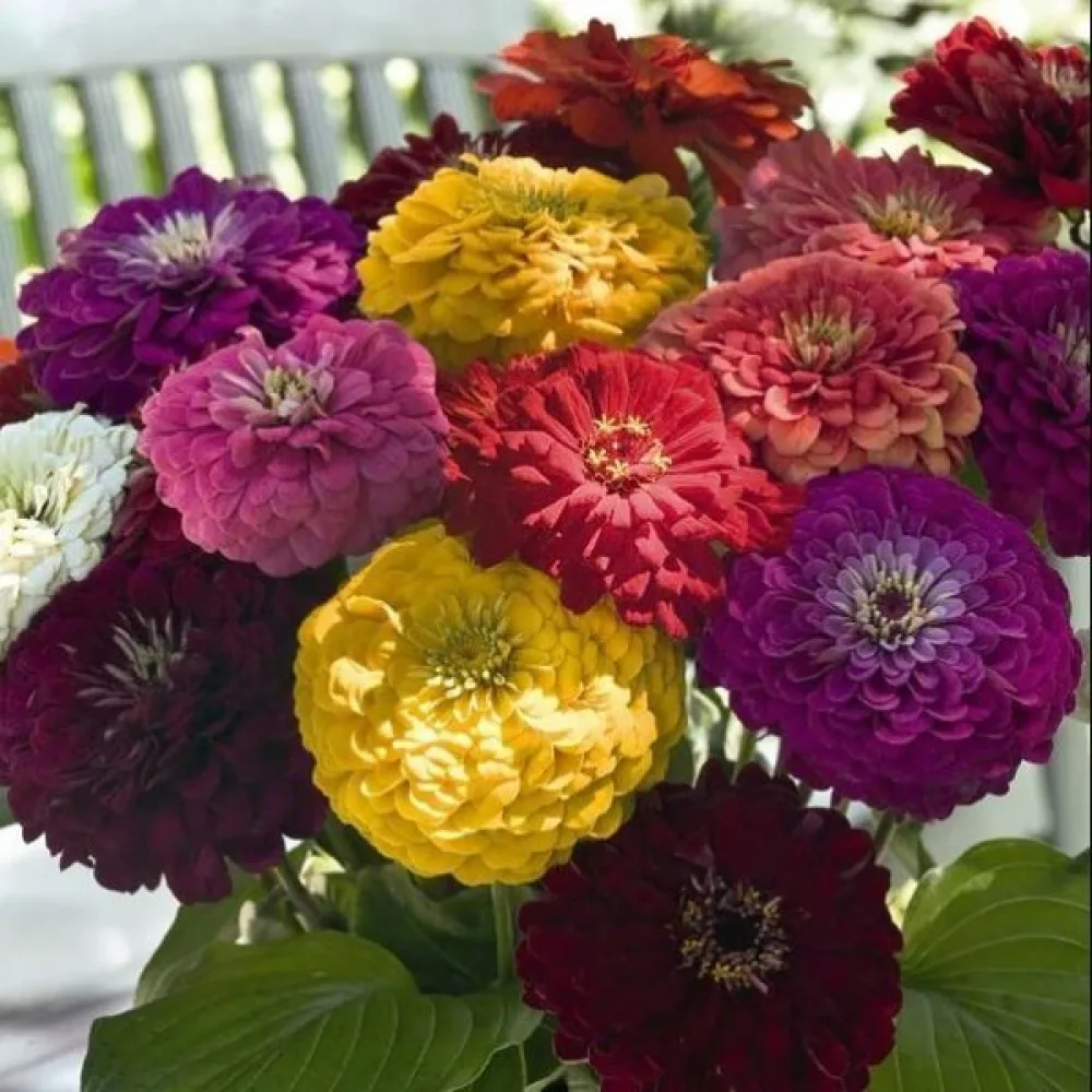 Zinnia 'Formula Mixture'
