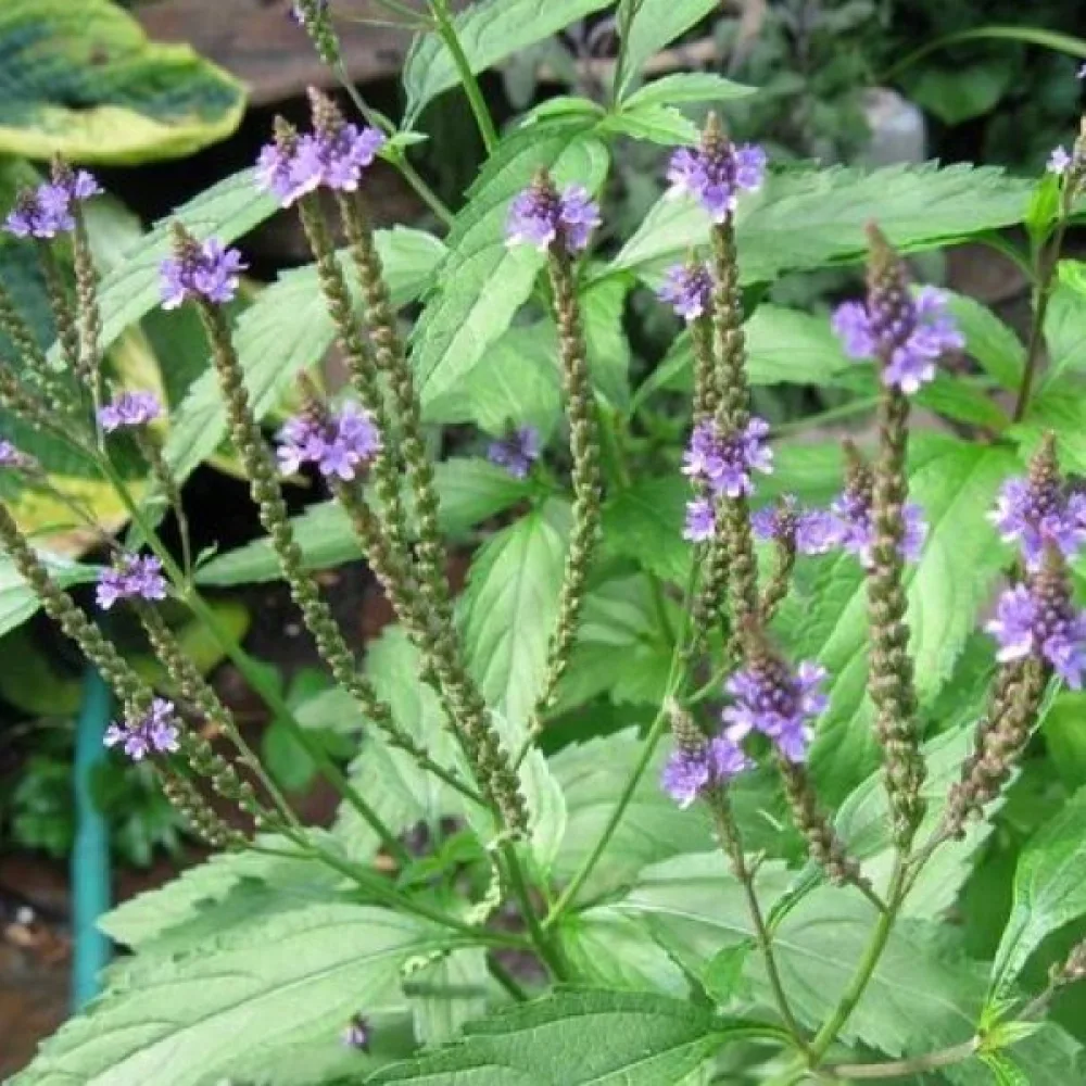 Järnört Verbena officinalis