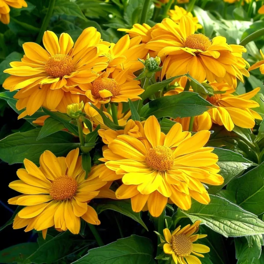Solöga 'Summer Sun'