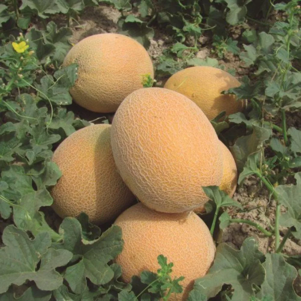 Melon 'Ananas'