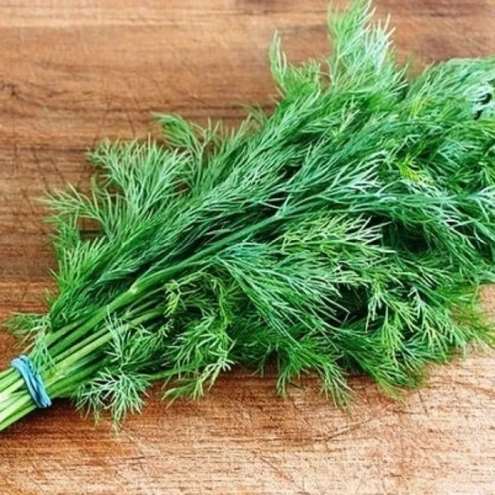 Dill 'Lukullus'