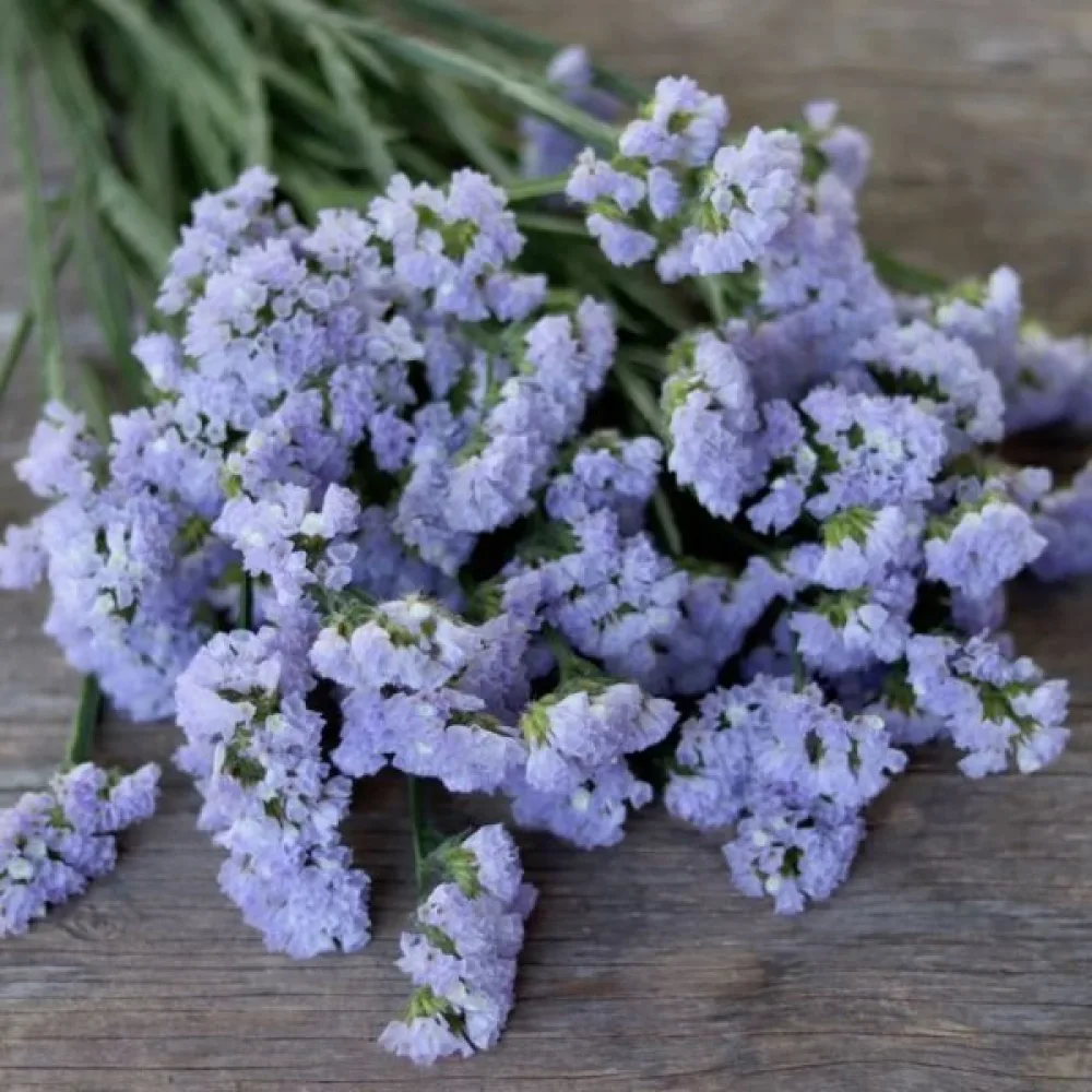 Praktrisp Limonium sinuatum – himmelsblå