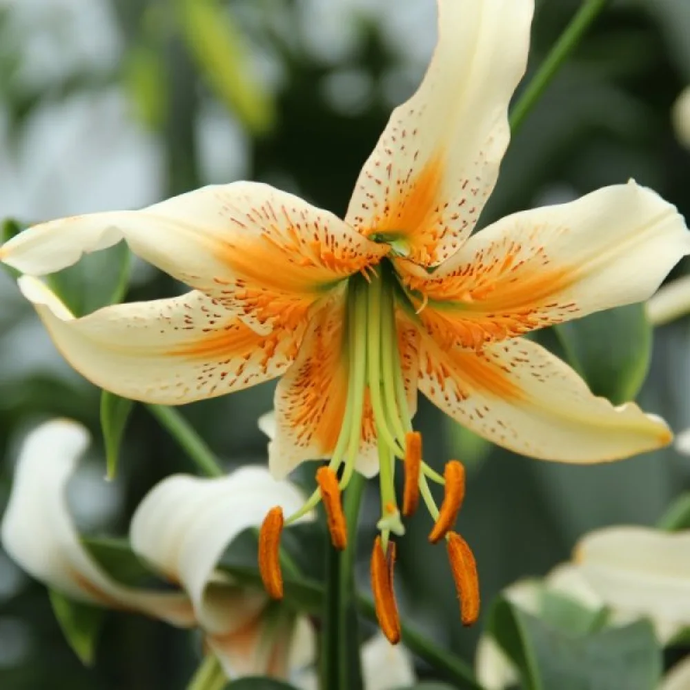 Lilja 'Lady Alice'