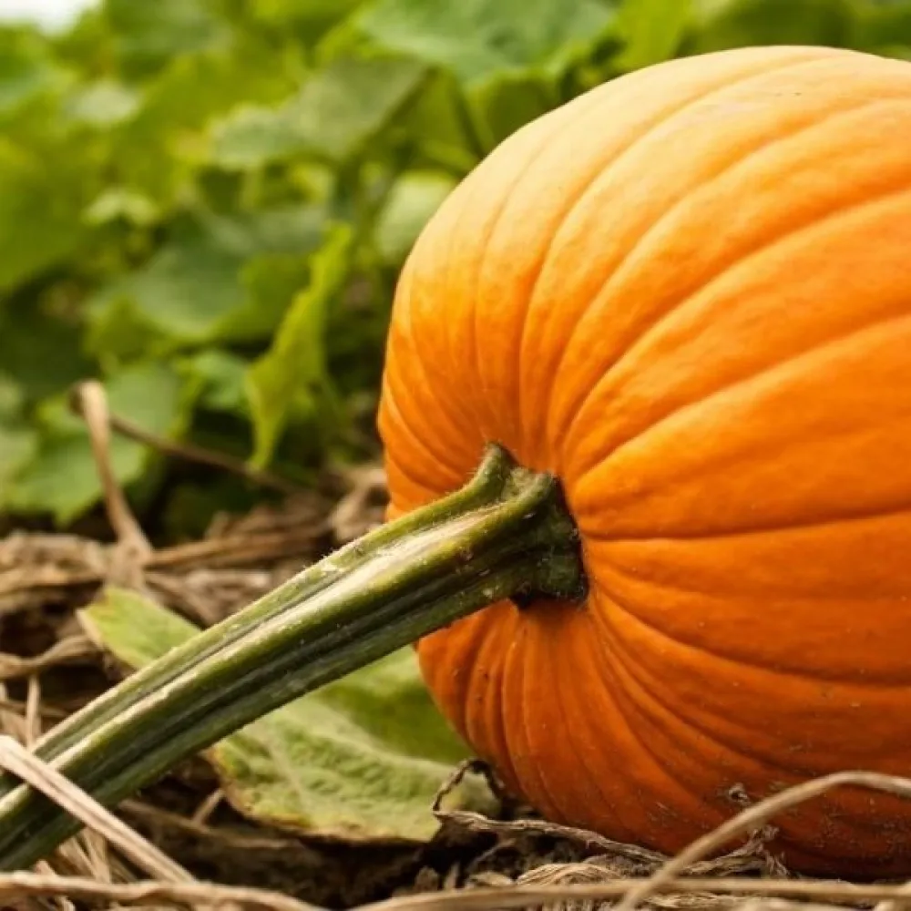Pumpa 'Tom Fox'