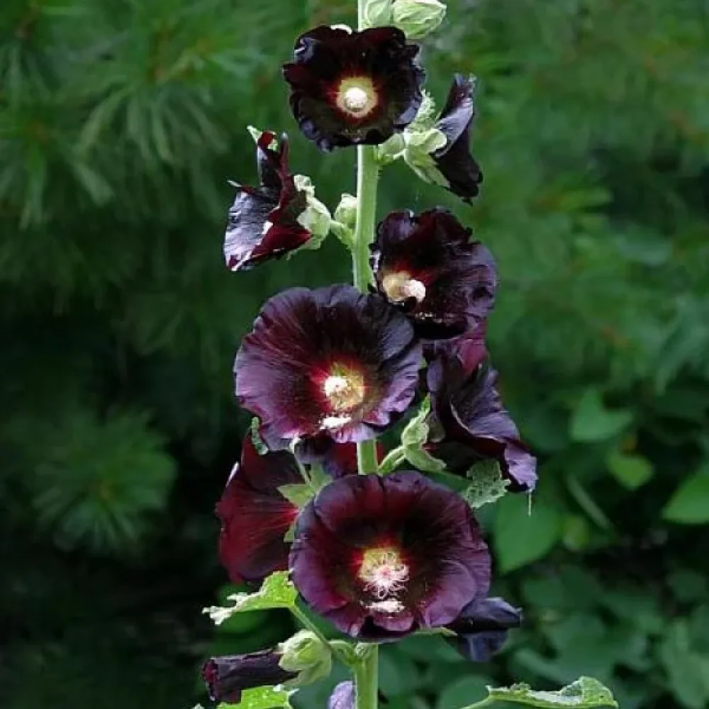 Stockros 'The Watchman'