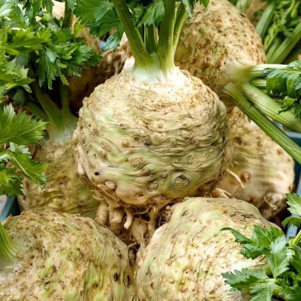 Rotselleri 'Talar'