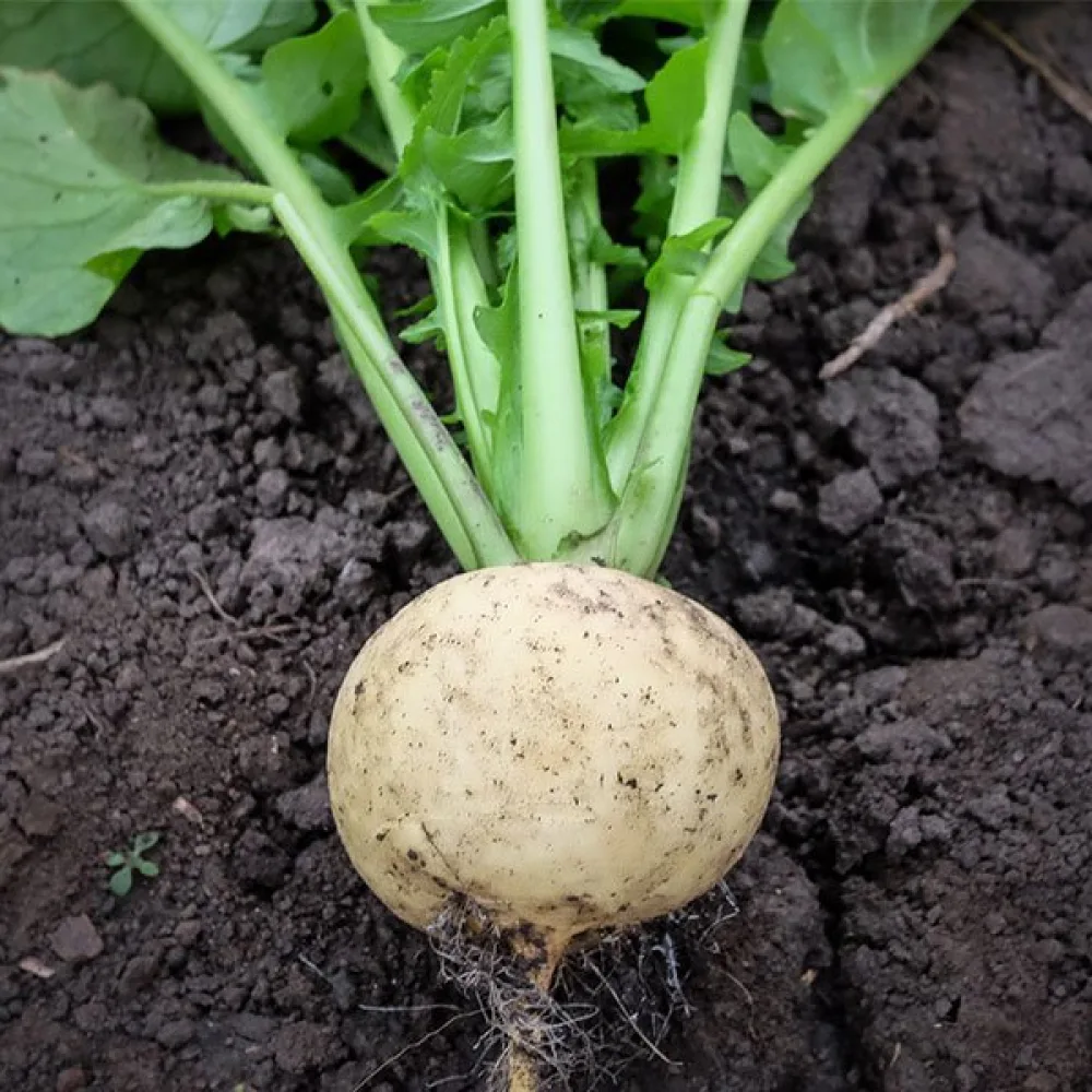 Rova 'Petrowski'