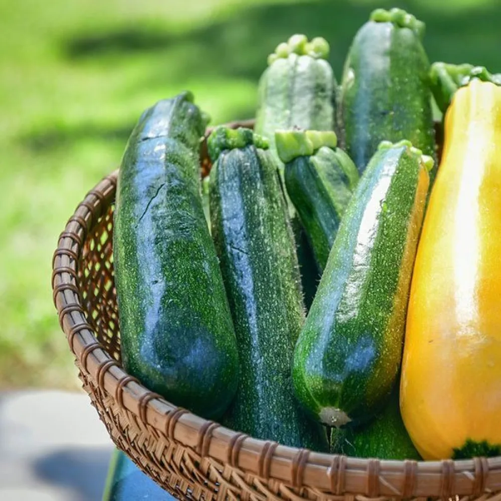 Zucchini 'Astra Polka'
