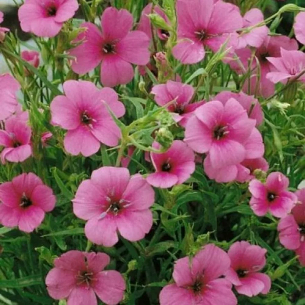 Viskaria 'Nobilis', laxrosa