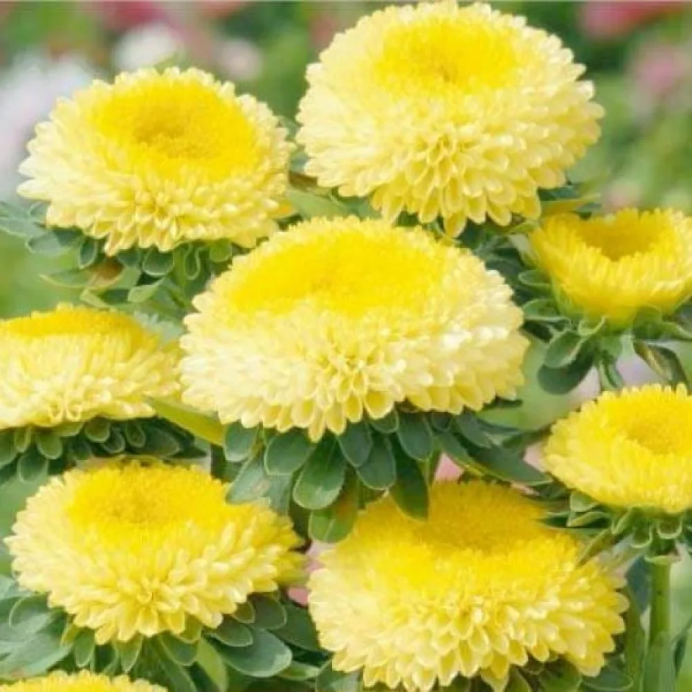 Sommaraster Pompon – gul
