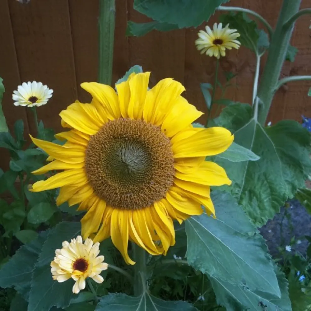 Solros 'Sunspot Gold'
