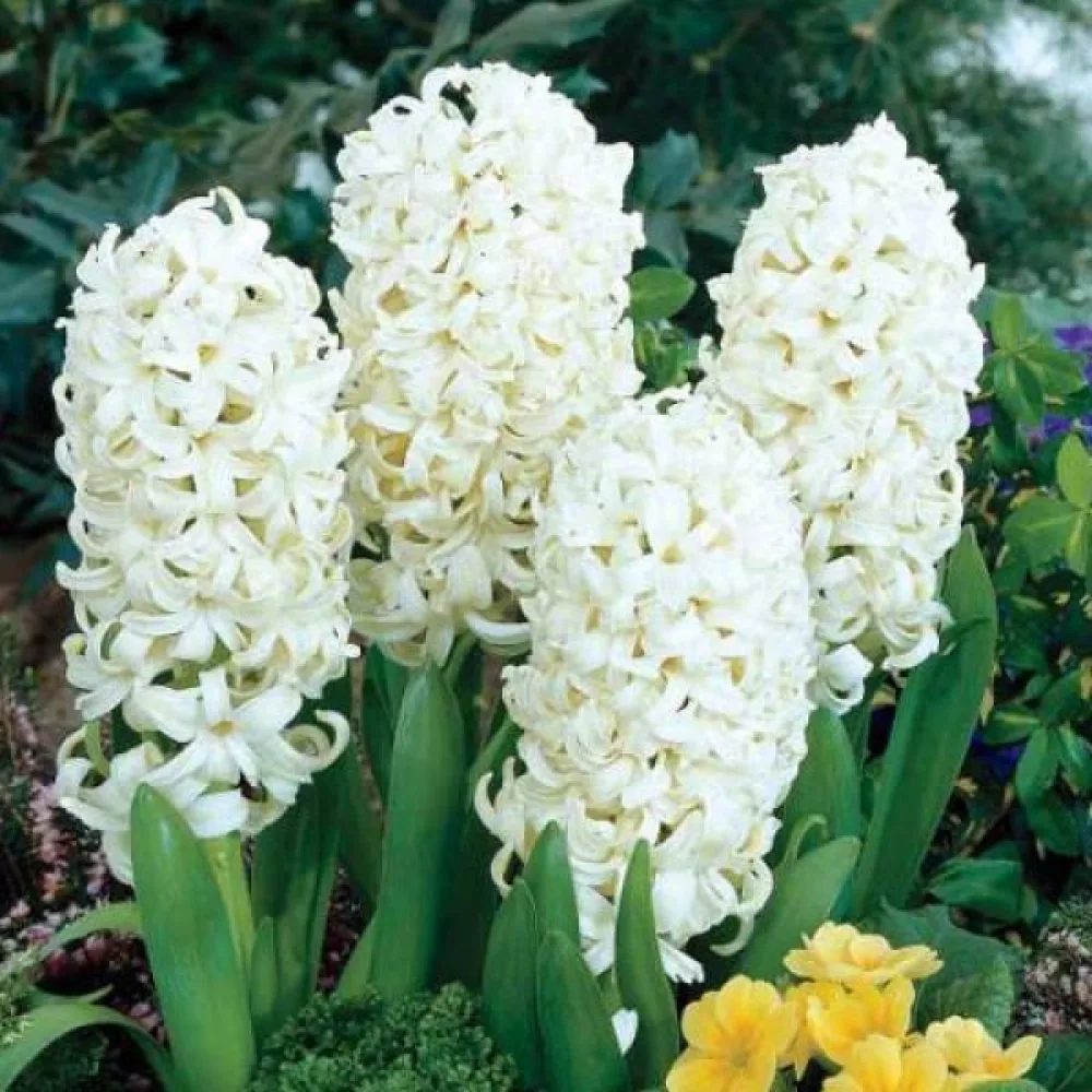 Hyacint 'Carnegie'