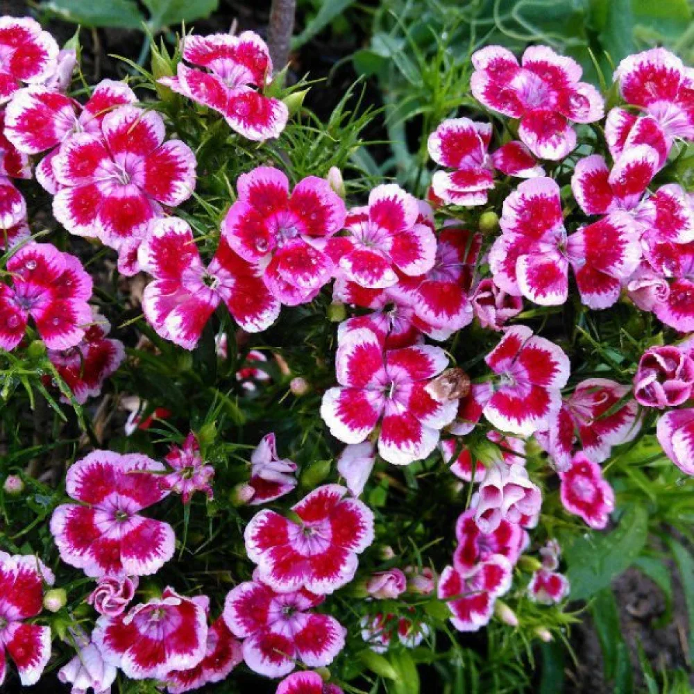 Borstnejlika 'Herald of Spring' – mix