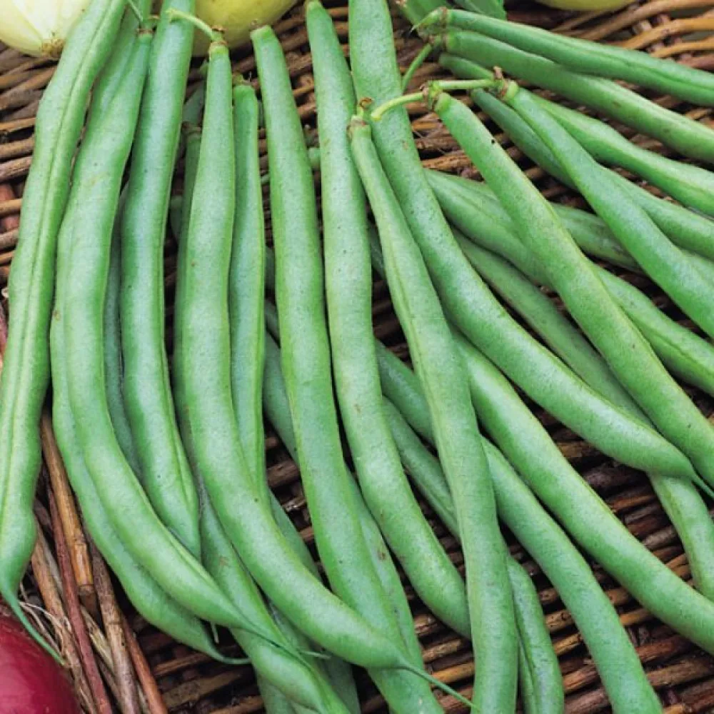 Trädgårdsböna 'Tendergreen'