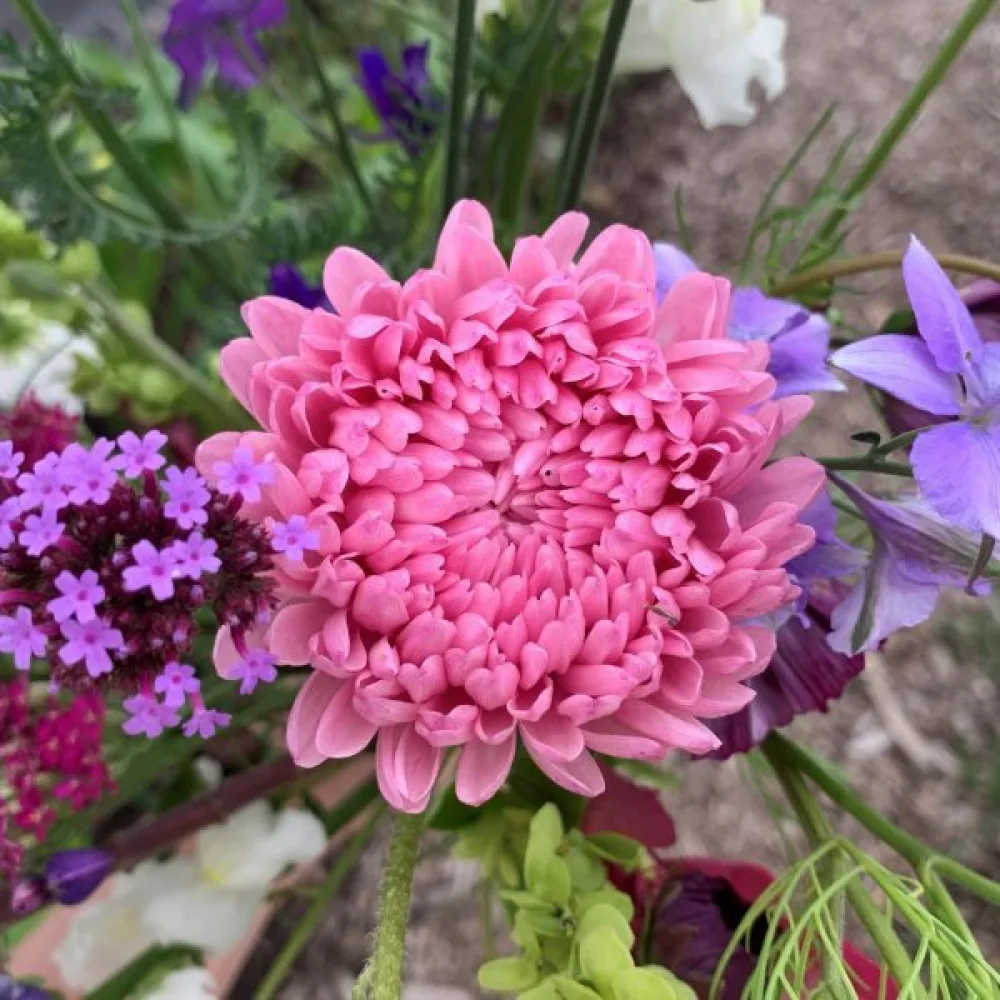 Sommaraster 'Apollonia' – rosa
