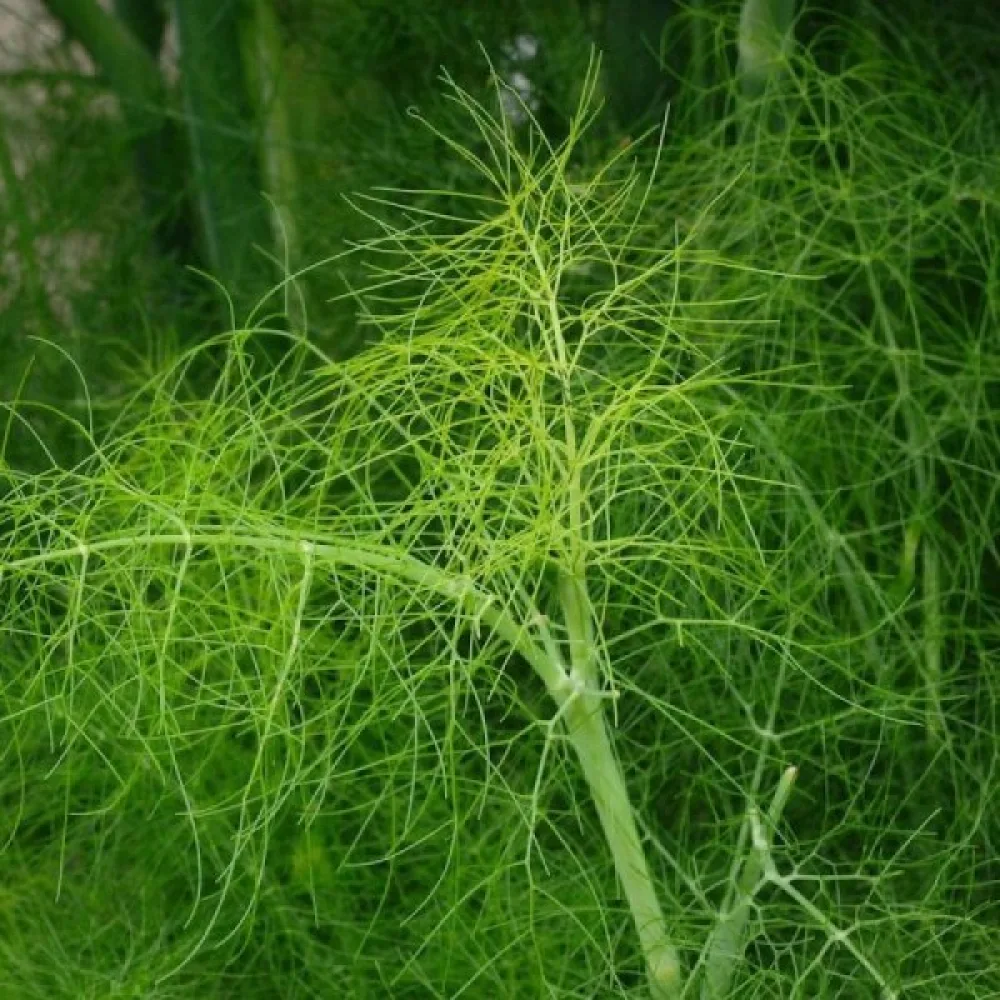Dill 'Herkules'