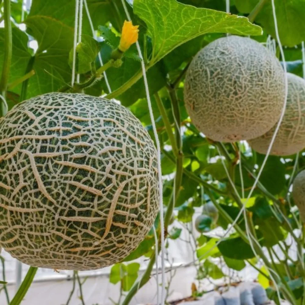 Melon 'Emir' F1