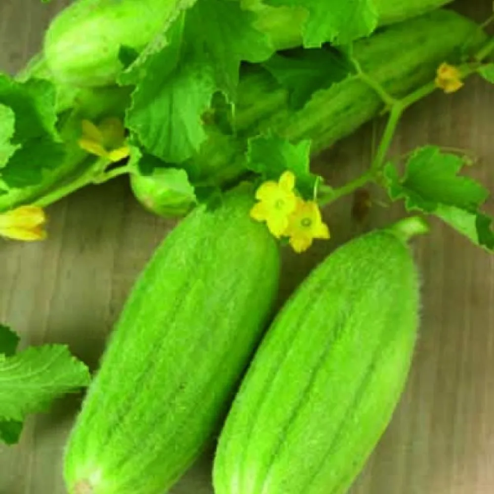 Melongurka 'Carosello Barese'