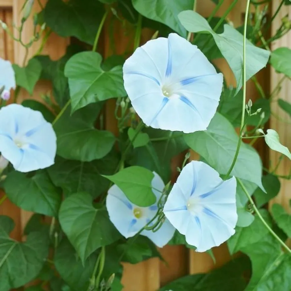Blomman för dagen 'Ismay'
