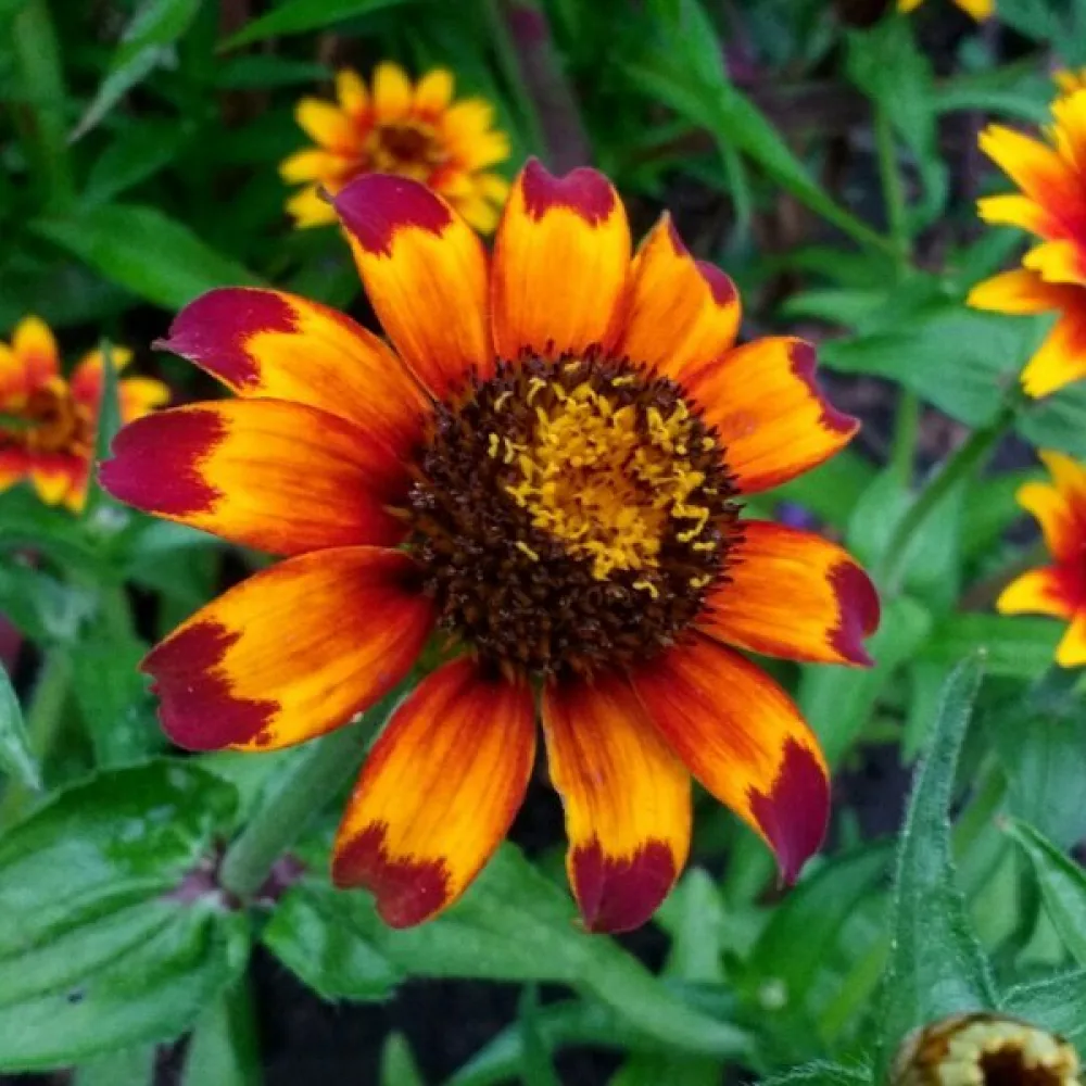 Zinnia haageana 'Old Mexico' (blandning)