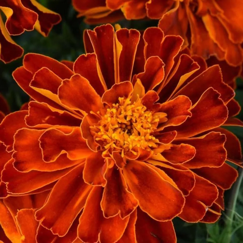 Fransk tagetes 'Konstance'