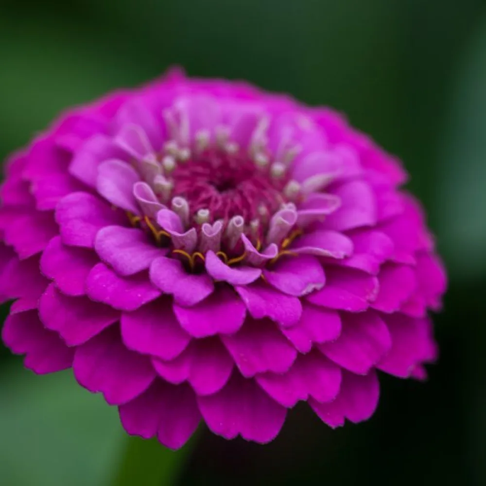 Zinnia 'Purple Gem'