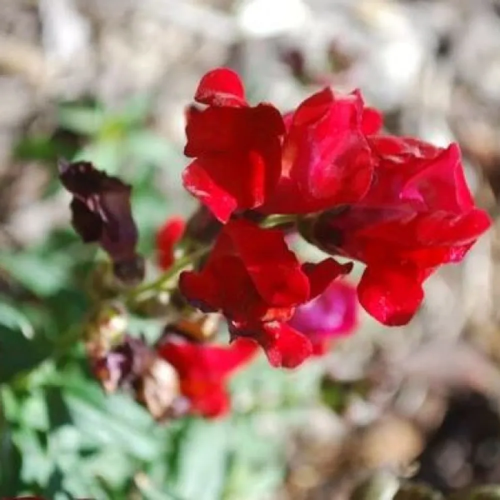 Lövkoja Matthiola incana, röd