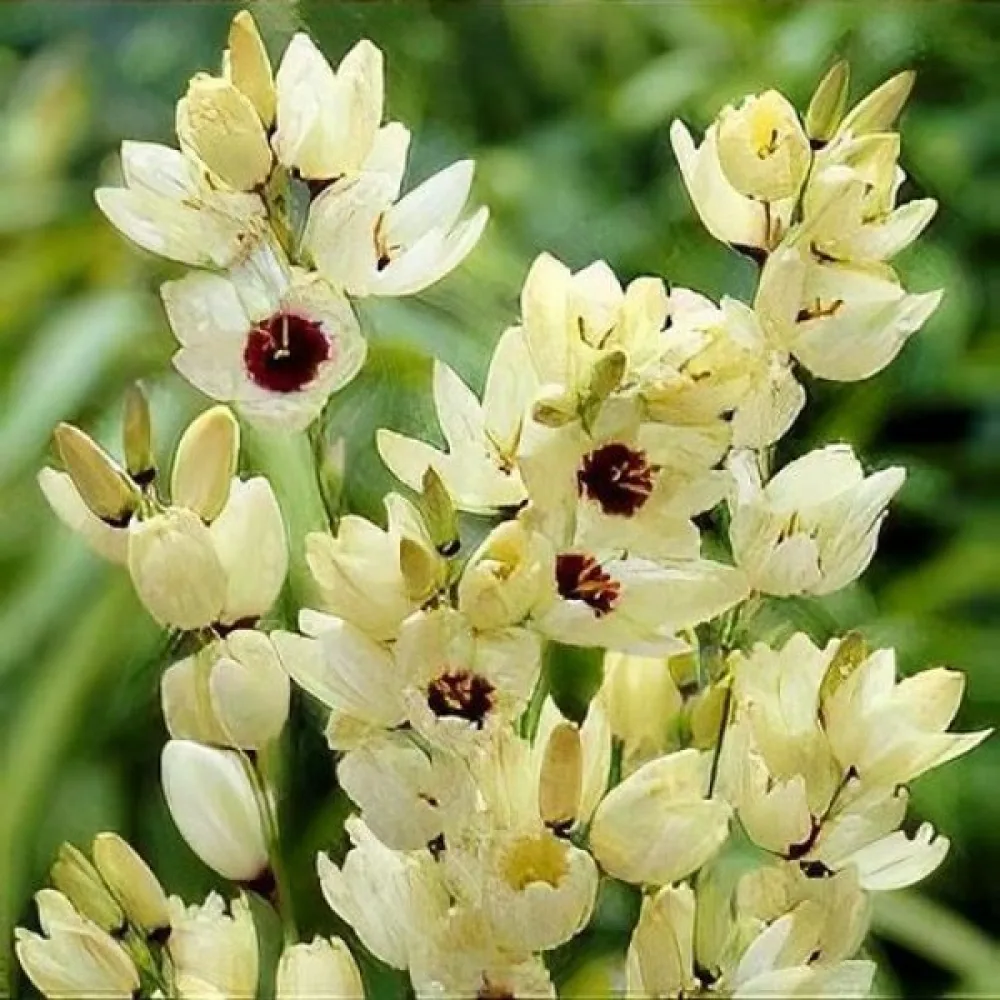 Ixia 'HOGARTH'