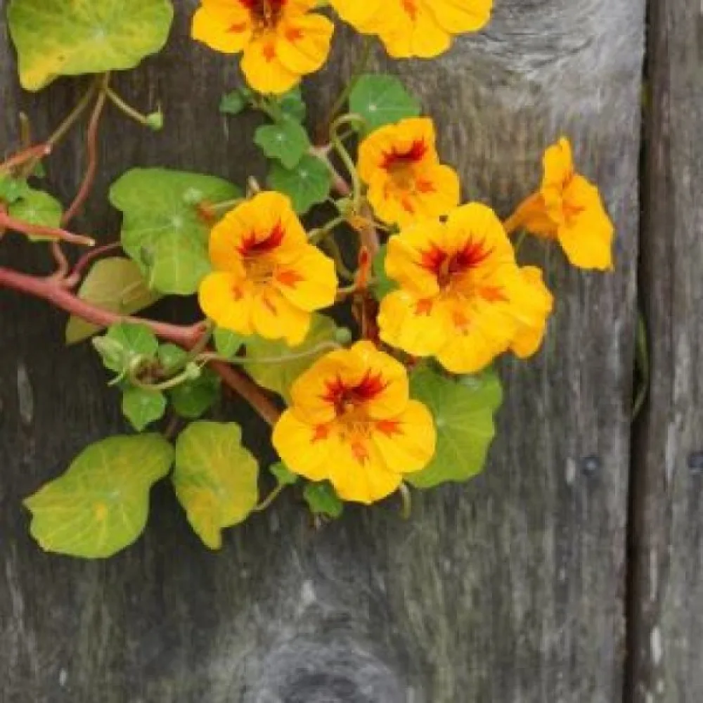 Krasse 'Tip-Top Golden Yellow'