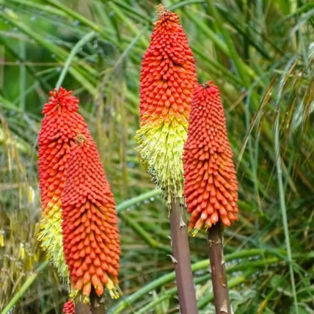Fackellilja Kniphofia uvaria – mix