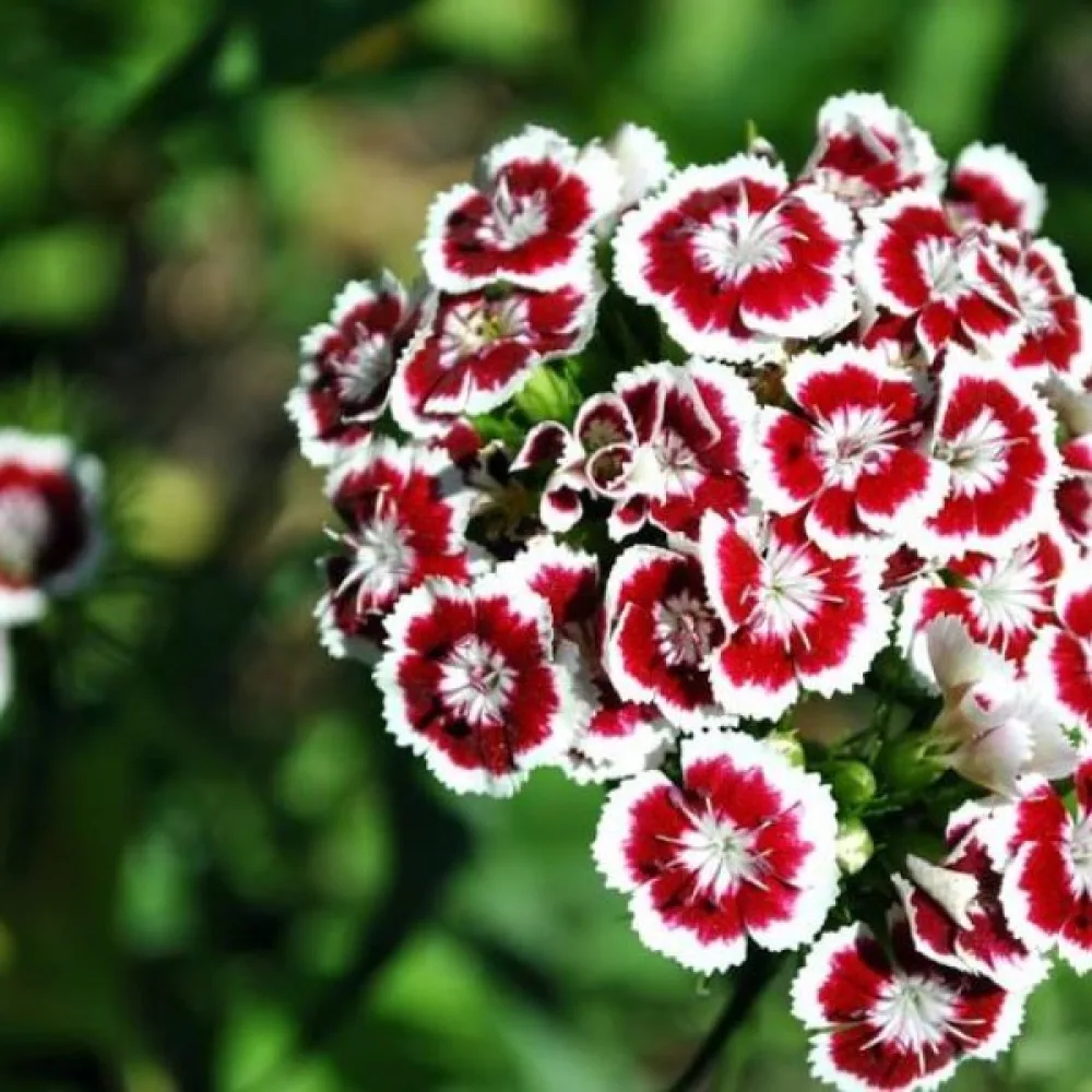 Borstnejlika 'Auricula-Eyed' – mix
