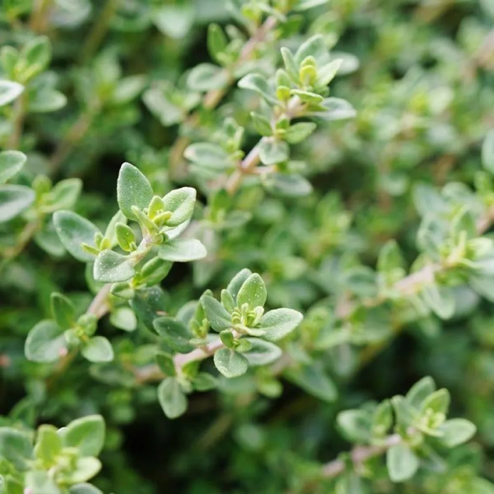 Timjan Thymus vulgaris, proffsfrö