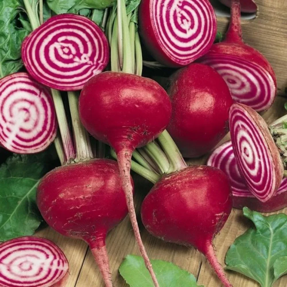 Rödbeta 'Tonda di Chioggia'