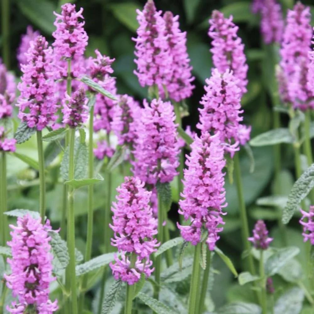 Humlesuga Betonica officinalis