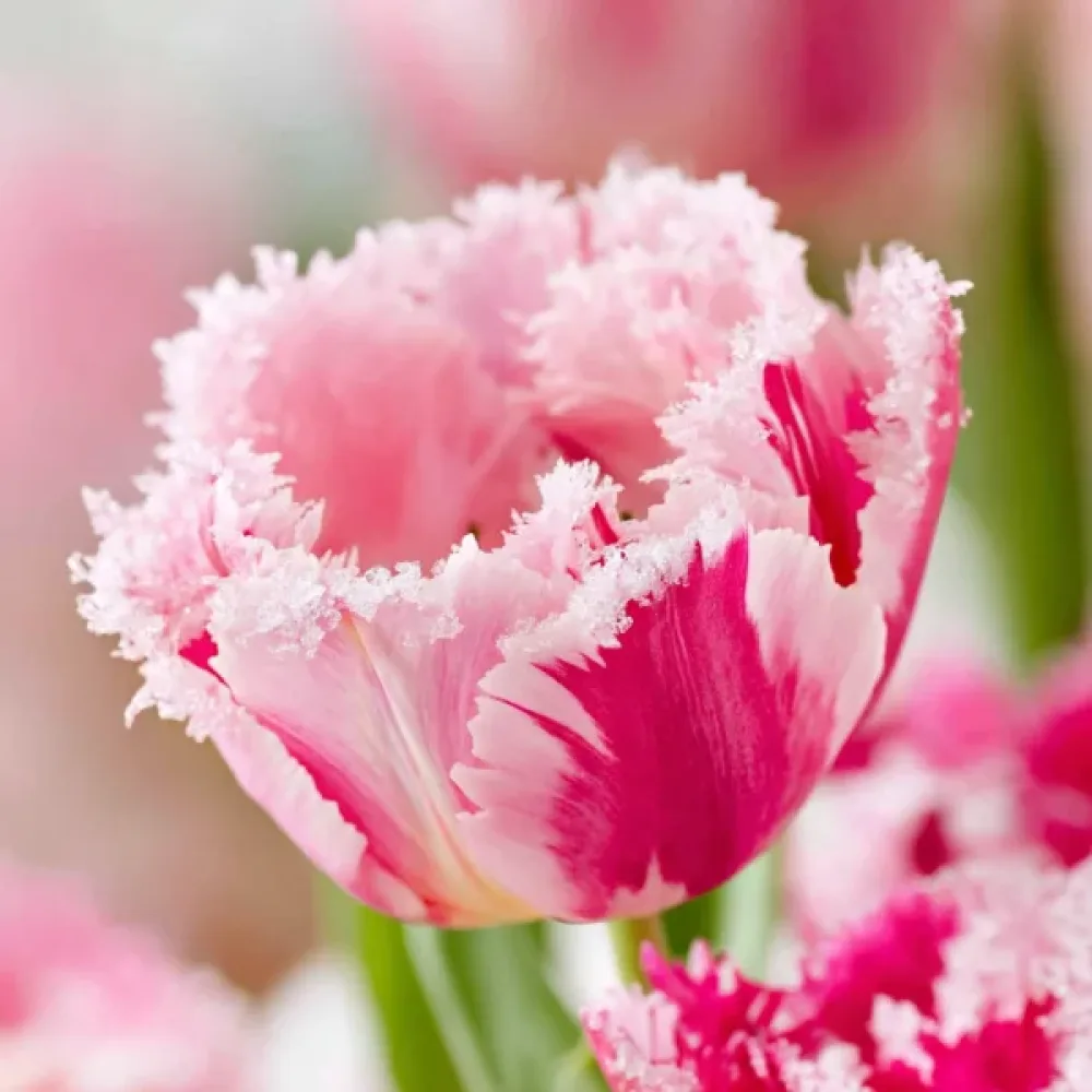 Tulpan 'Sugar Crystal'