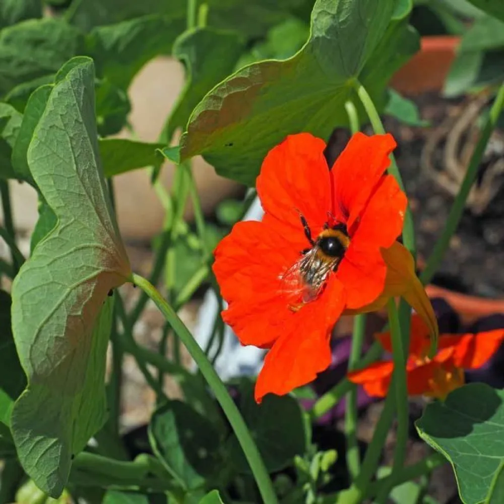 Krasse 'King Theodore'