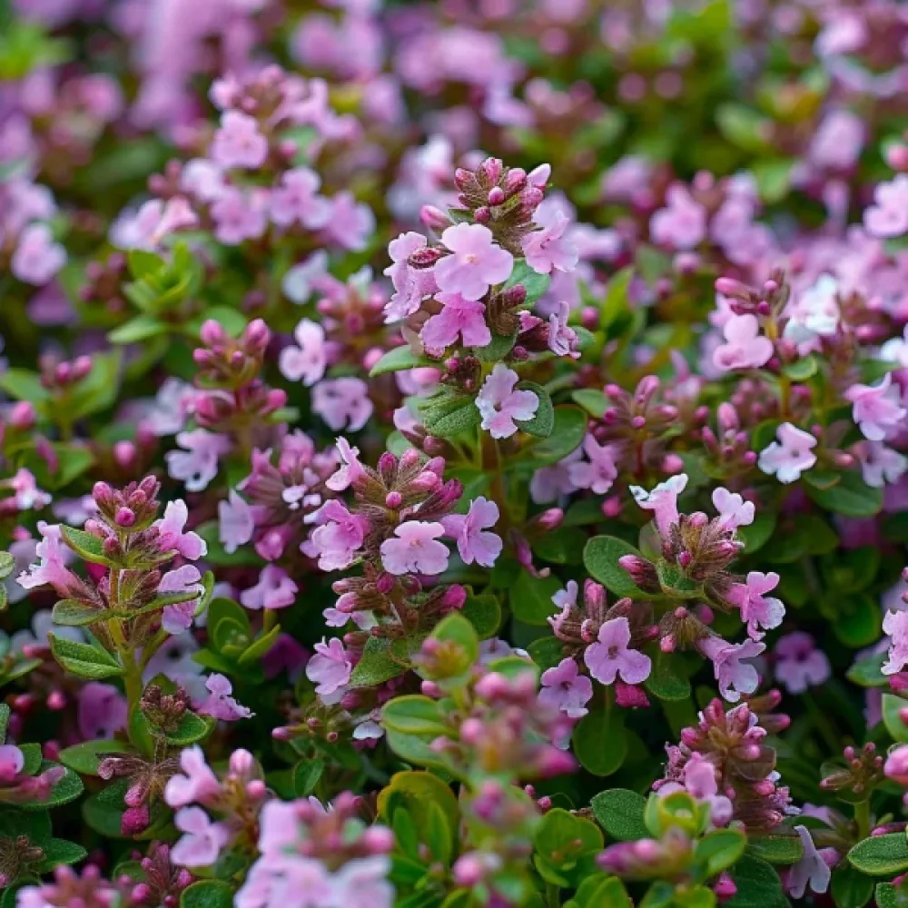 Backtimjan, rosa nyanser
