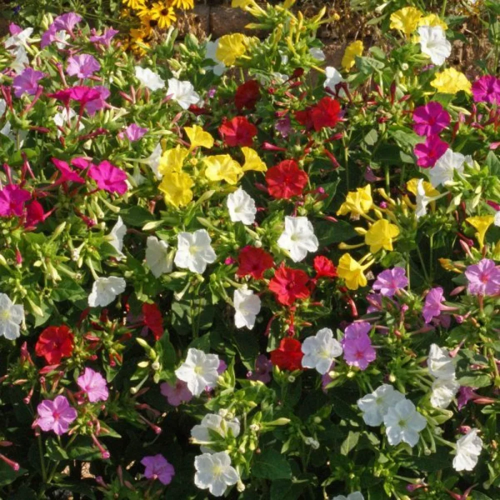 Underblomma – mix