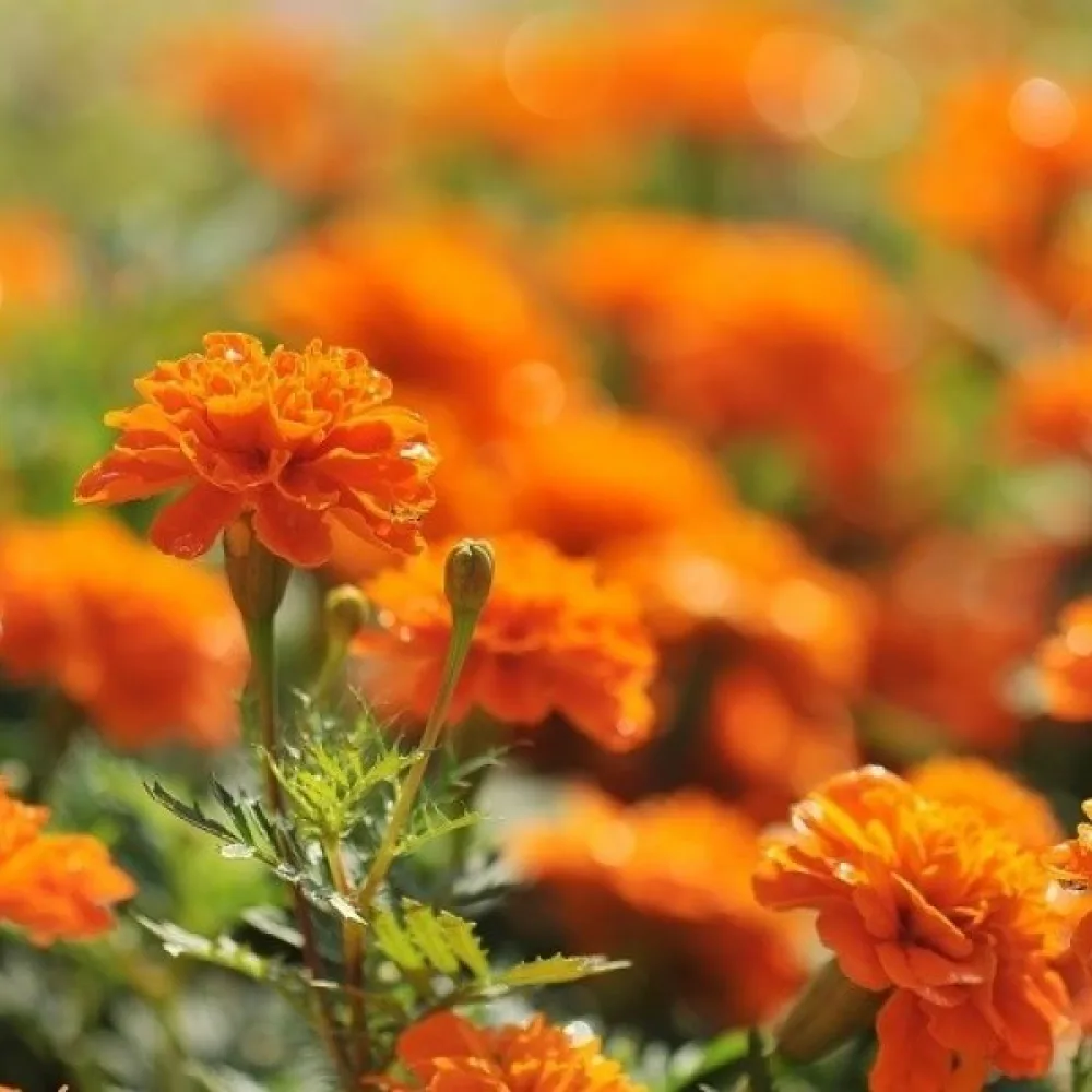 Fransk tagetes 'Mandarin'