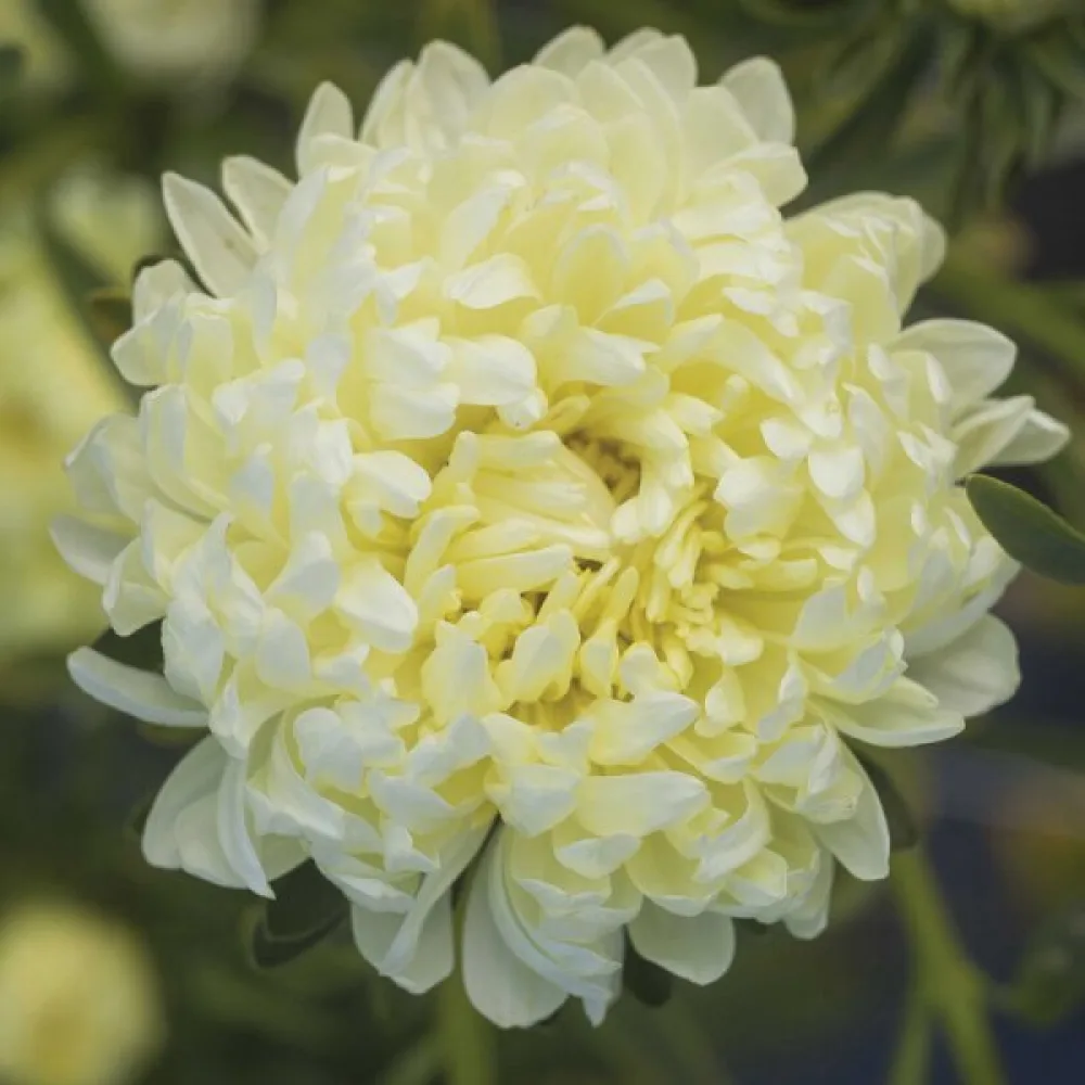 Sommaraster pionblommig – krämgul