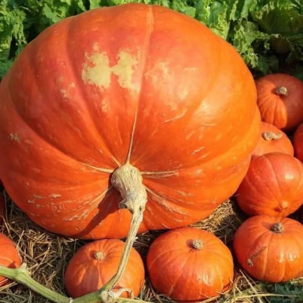Pumpa 'Big Max'
