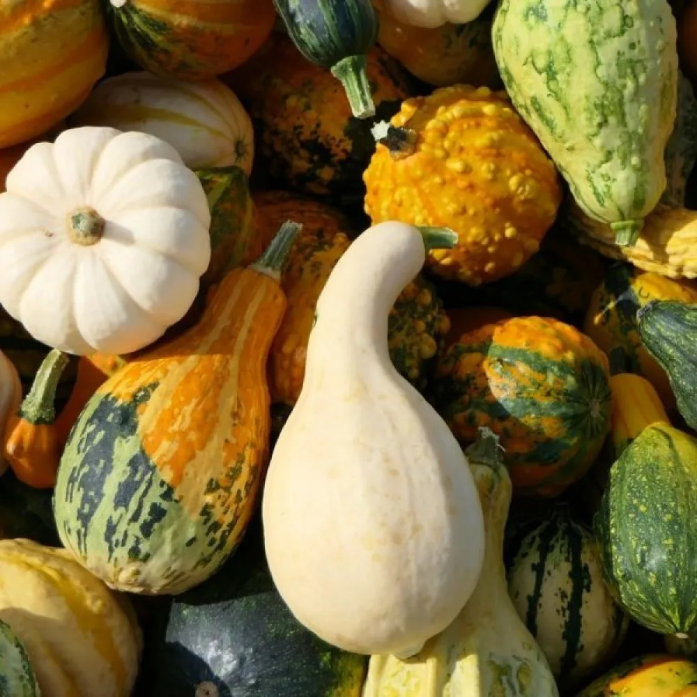 Pumpa, små- och storfruktiga – blandning