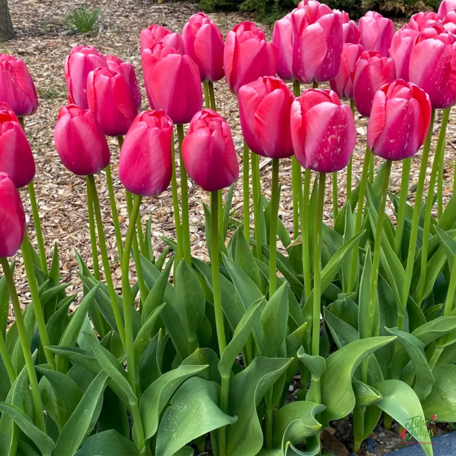 Blomsterlökar