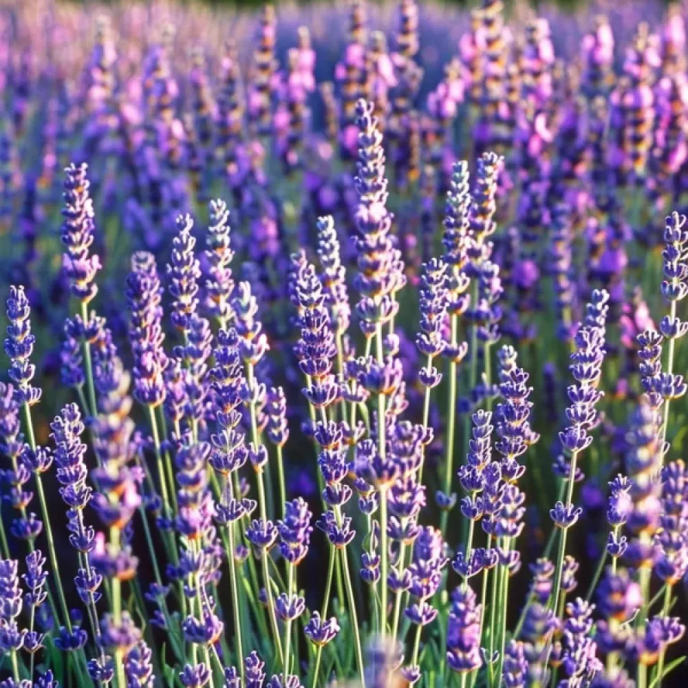 Äkta lavendel