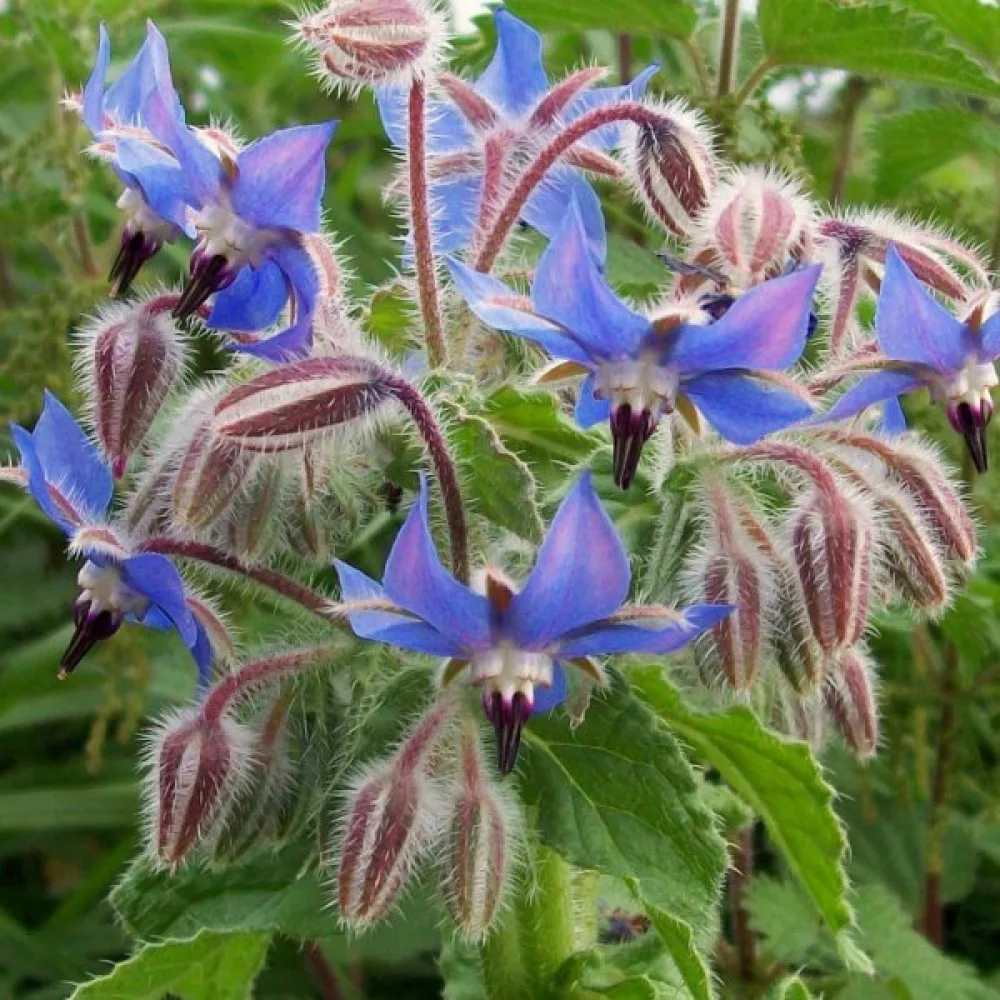 Gurkört Borago officinalis