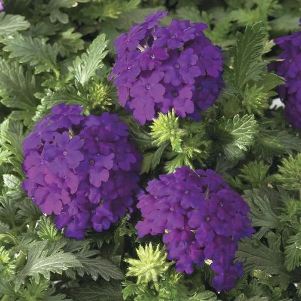 Verbena, violettblå