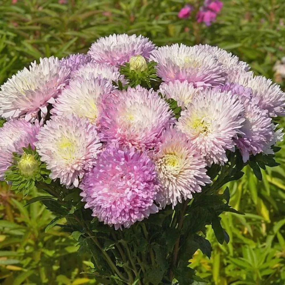 Sommaraster 'Apollonia' – äppelblom