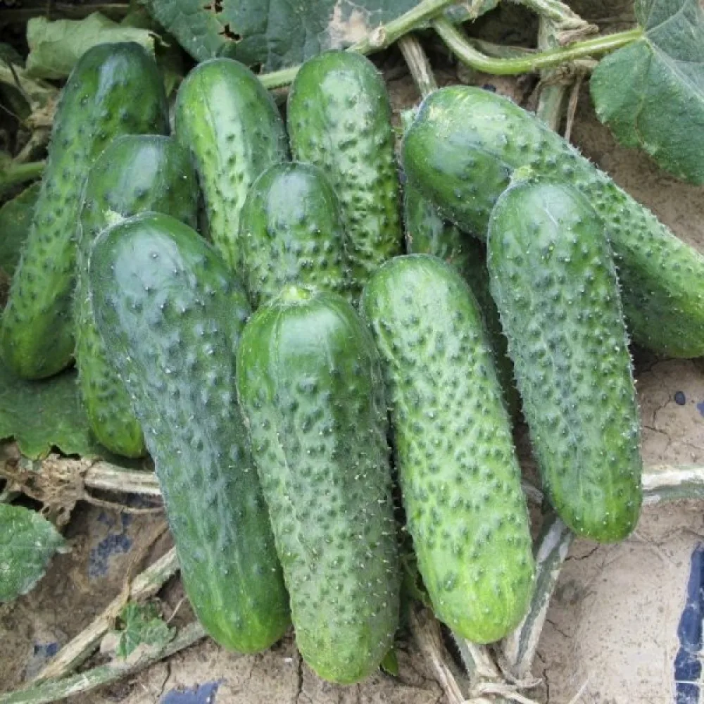 Druvgurka 'Anulka' F1