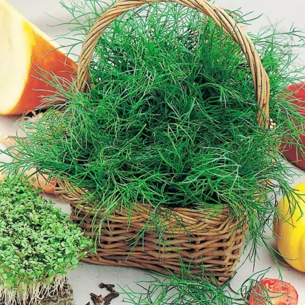 Dill 'Lukullus'