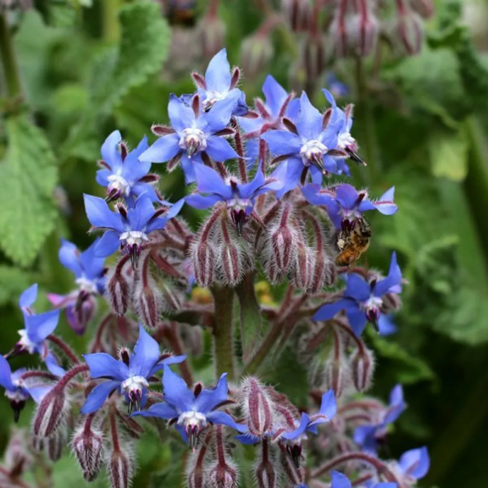 Gurkört Borago officinalis